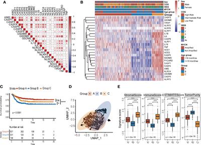 Using a Gene Network of Pyroptosis to Quantify the Responses to Immunotherapy and Prognosis for Neuroblastoma Patients